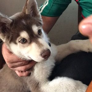 Meet your Posher, Irma